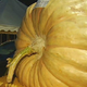 Illustration for article titled This Connecticut State Record-Breaking Pumpkin Grew in Just 2.5 Months